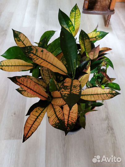 Кротон Миссис Айстон