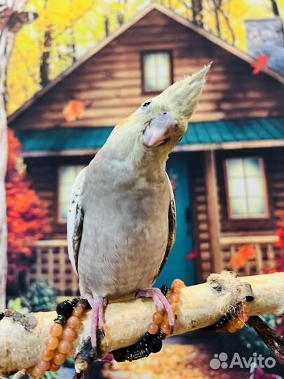 Выкормыши корелл