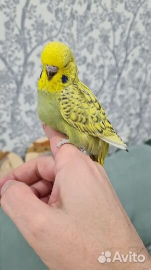 Выставочный волнистый попугай (ввп), чехи