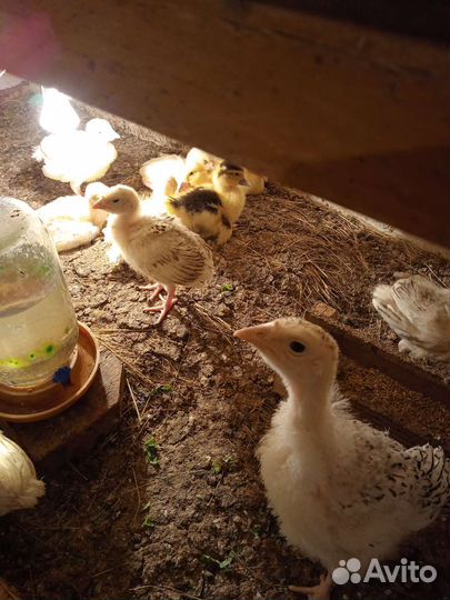 Цыплята