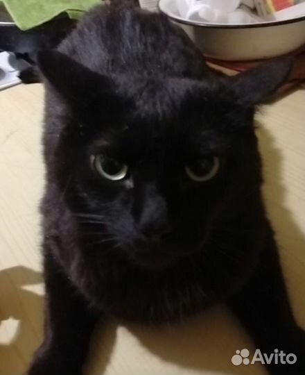 Котики ищут хозяев