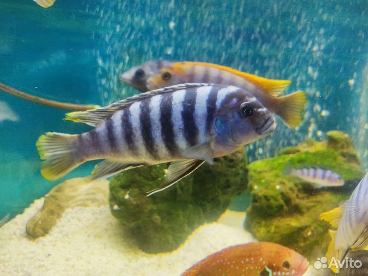 Интересные малави. Метриаклима зебра