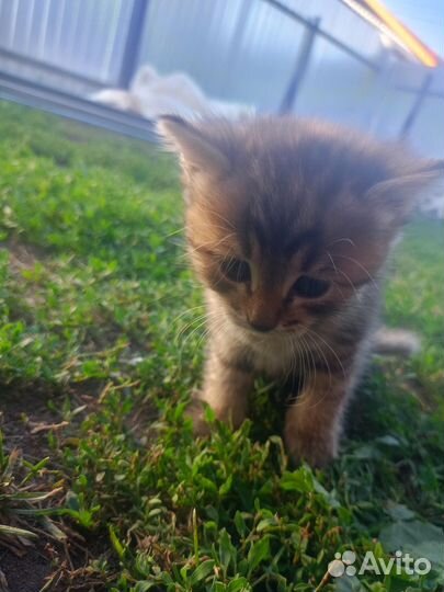 Отдам в добрые руки