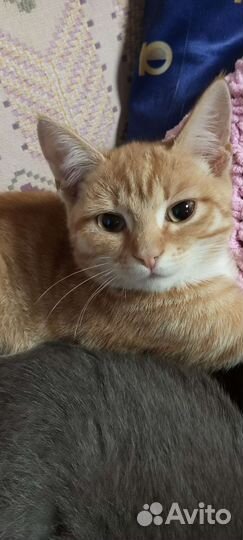 Два кота в дар