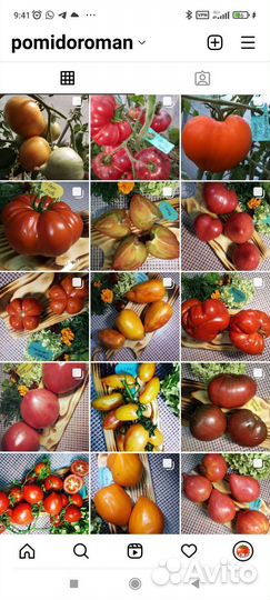 Семена коллекционных томатов