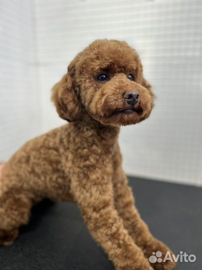 Груминг стрижка собак