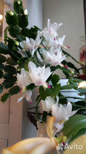 Шлюмбергеры сортовые