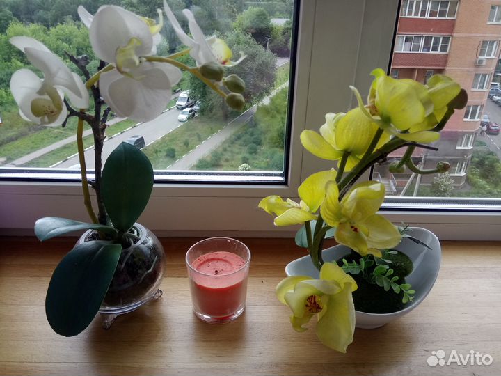 Интерьерная орхидея жёлтая