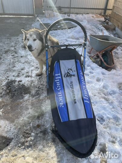 Нарты для собак