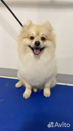 Груминг собак и кошек(экспресс линька, стрижка)