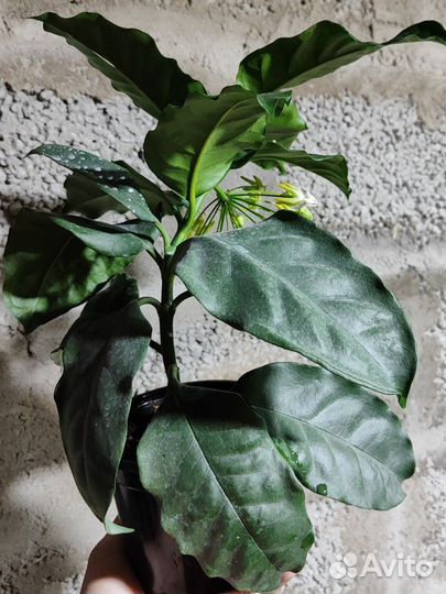 Хойя мультифлора