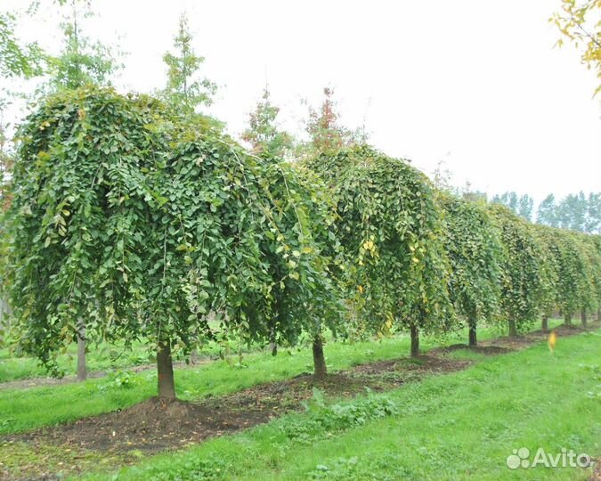 Вяз шершавый