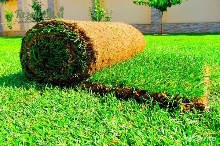 Газон рулонный делюкс