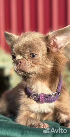 Лиловый домовенок