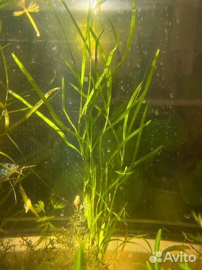 Аквариумные рыбки гуппи