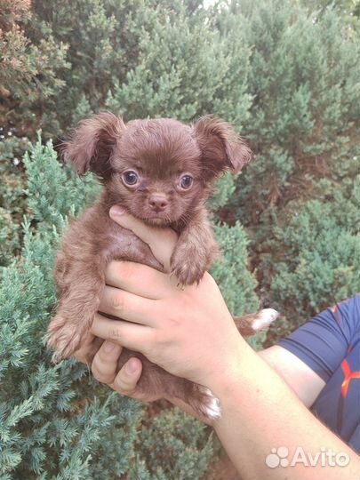 Щенки чихуахуа длинношерстные