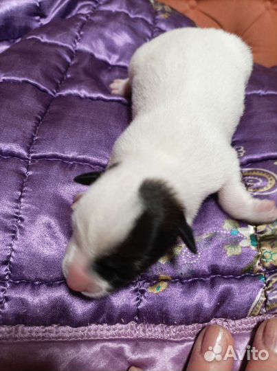 Фокстерьер