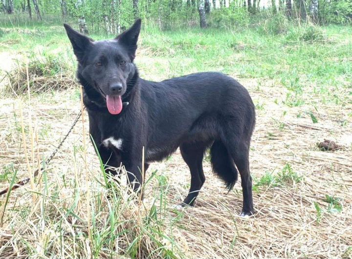 Собака в добрые руки метис