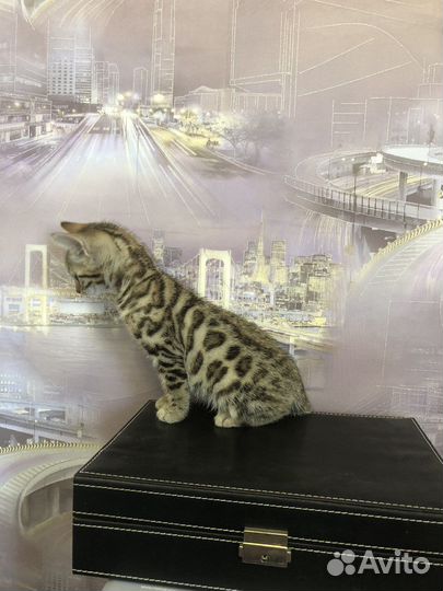 Бенгальские котята
