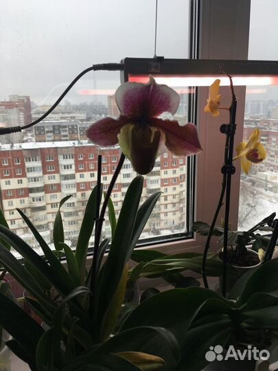 Орхидея пафиопедилум (Paphiopedilum) Башмачок