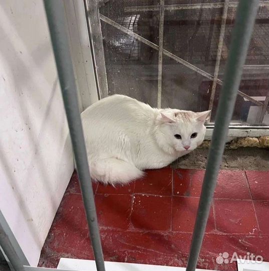 Ласковый ангора выброшен в подъезд, вызван отлов