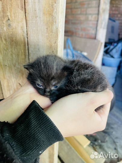 Отдам в добрые руки