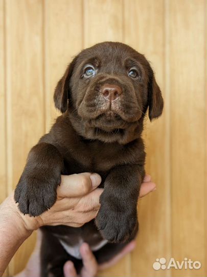 Шоколадный лабрадор, щенки из питомника