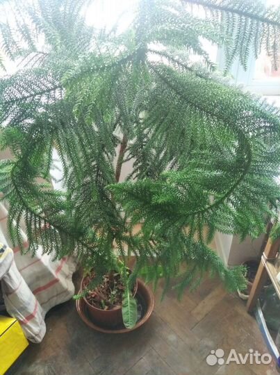 Криптомерия (японский кедр)