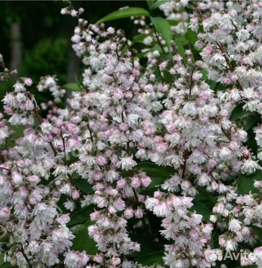 Дейция шершавая