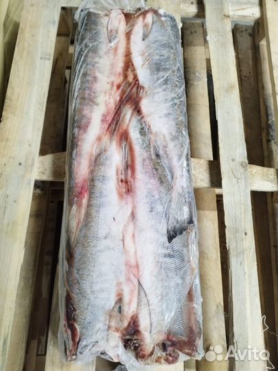 Морской окунь