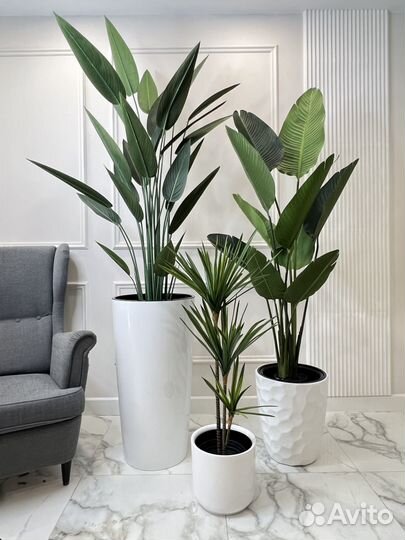 Пальма Стрелиция Фикус