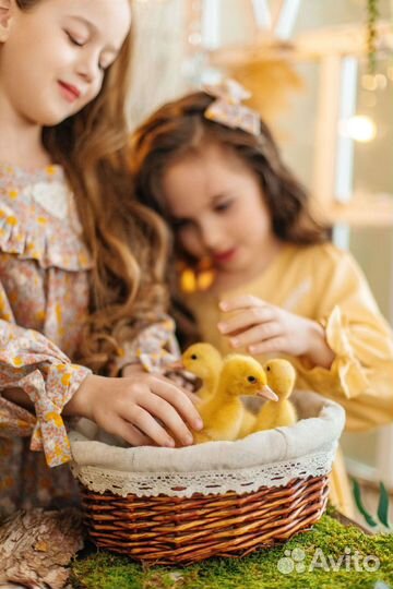 1 мая пасхальный Фотодень с кроликами и утятами