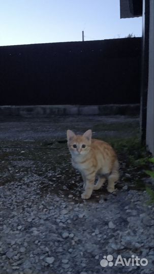 Кошка в дар бесплатно