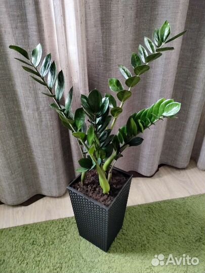 Замиокулькас Супер Нова