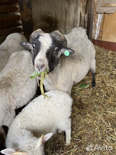 Продам баранов, овец