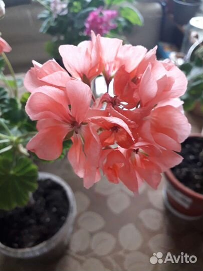 Пеларгония герань