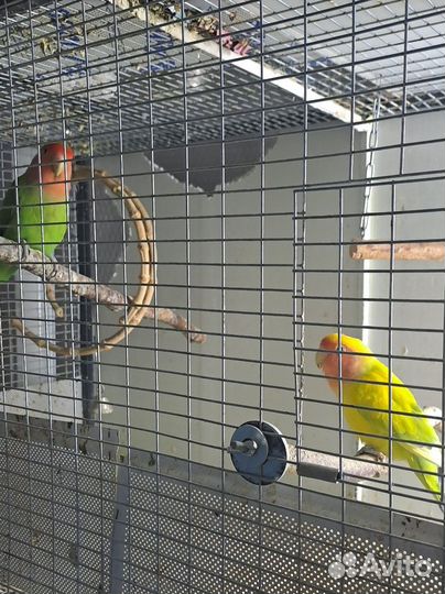 Пара неразлучников