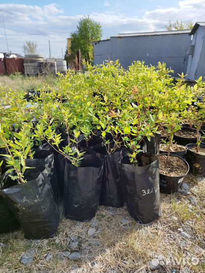 Жимолость Блю Стар, Блю Вельвет,Земл. сенс.2 года