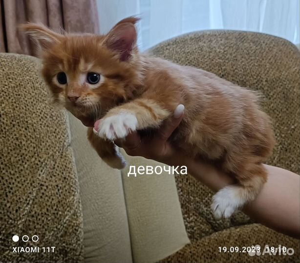 Мейн-кун