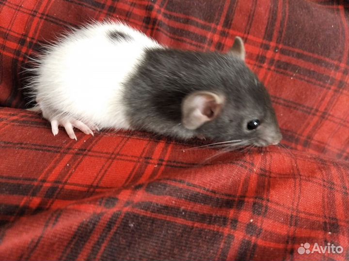 Декоративная крыска мальчик