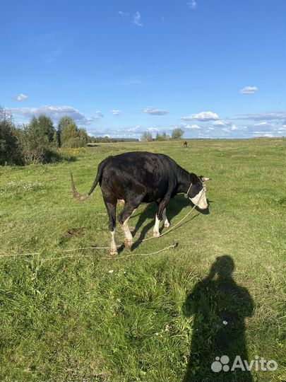 Телки нетель