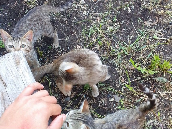 Котята в добрые руки бесплатно