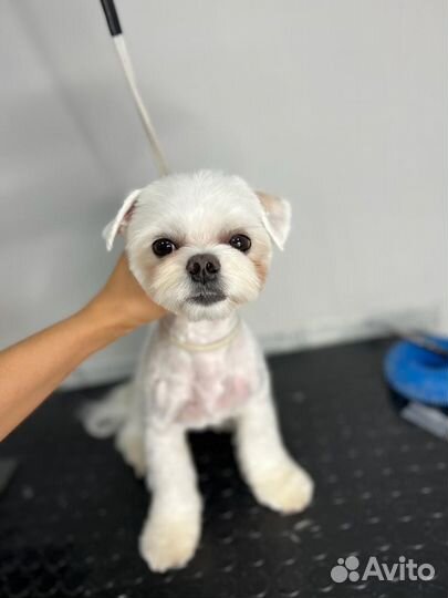 Вакансия грумер