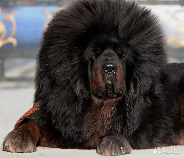 Носки, пояса из собачьей шерсти