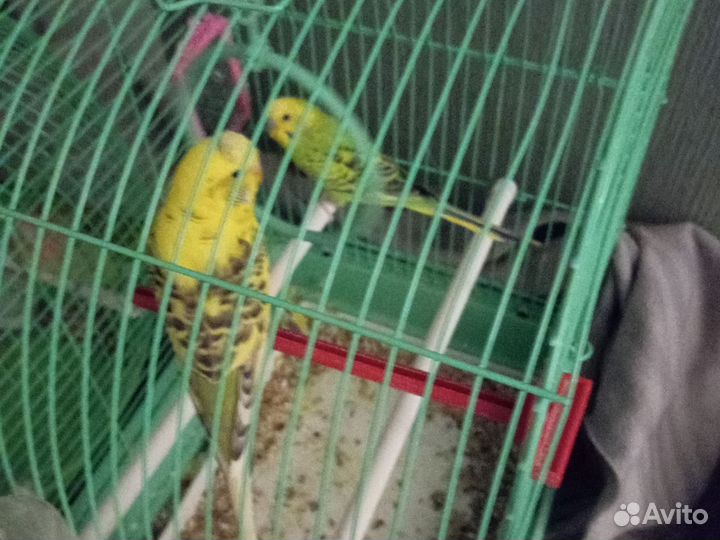 Волнистый попугай с клеткой