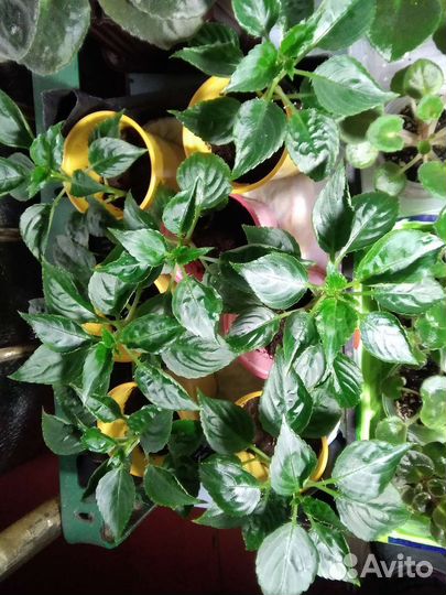 Бальзамин Stardust Pink