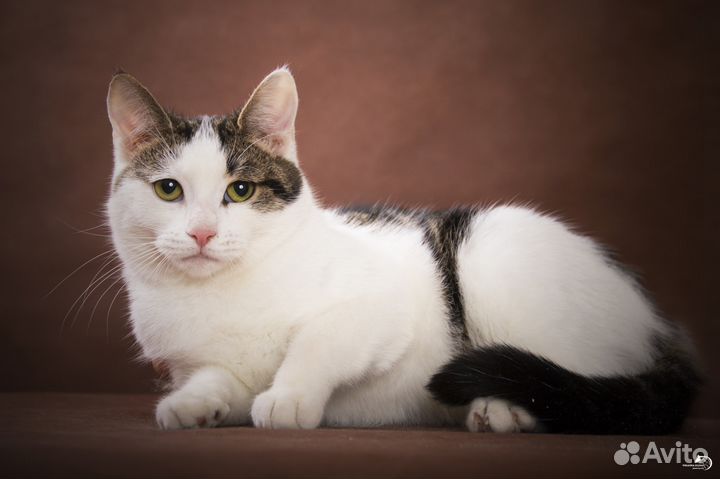 Молодая кошечка в добрые руки