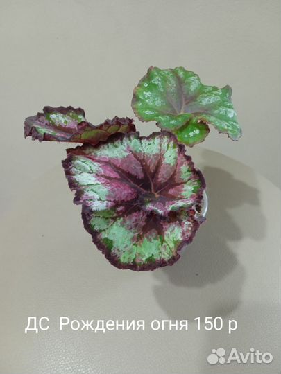 Детки бегоний