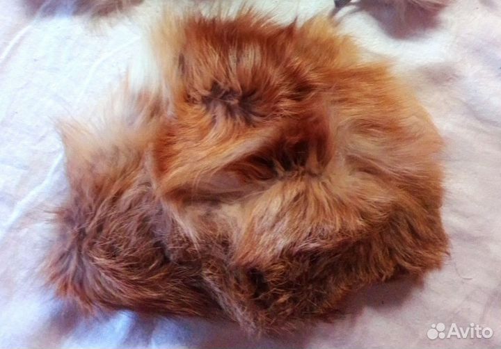 Шапка песец