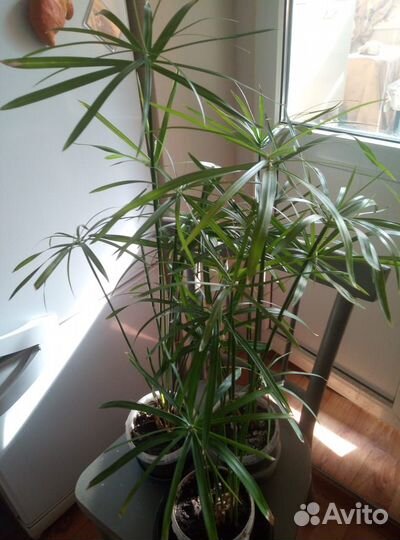 Циперус папирус